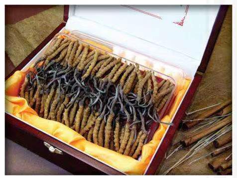 河源冬虫夏草回收